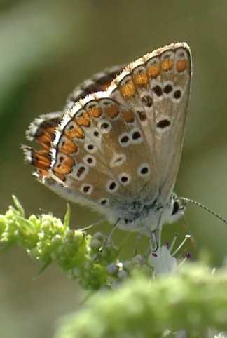 Imagen/fotograma de Priego a través de las mariposas
